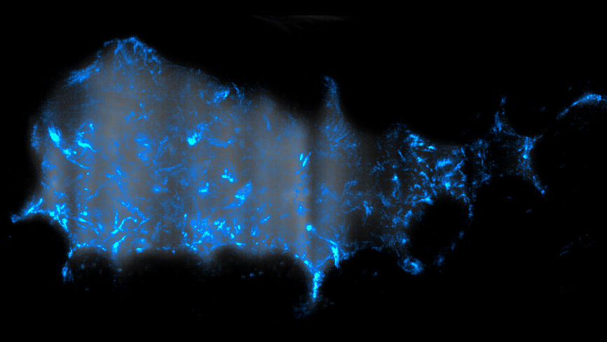 Cholera bacteria in gut of zebrafish (Courtesy of Raghuveer Parthasarathy)