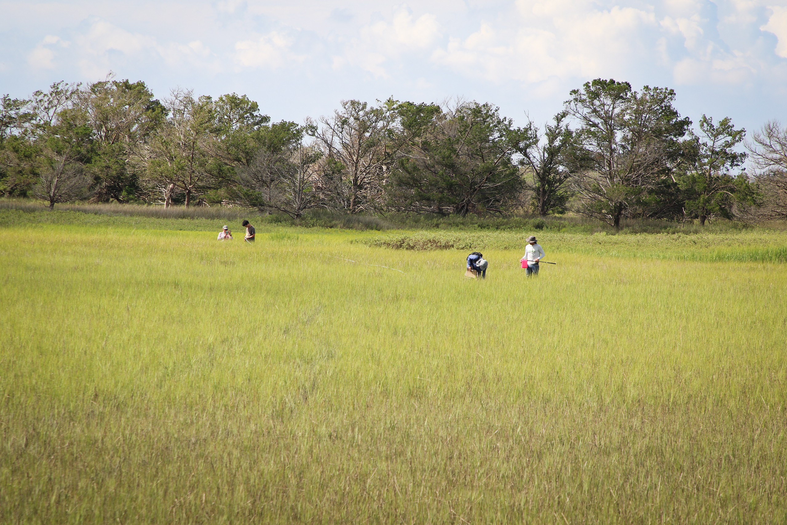 Research on the salt marsh of Sapelo Island, Georgia (Courtesy of UGA)