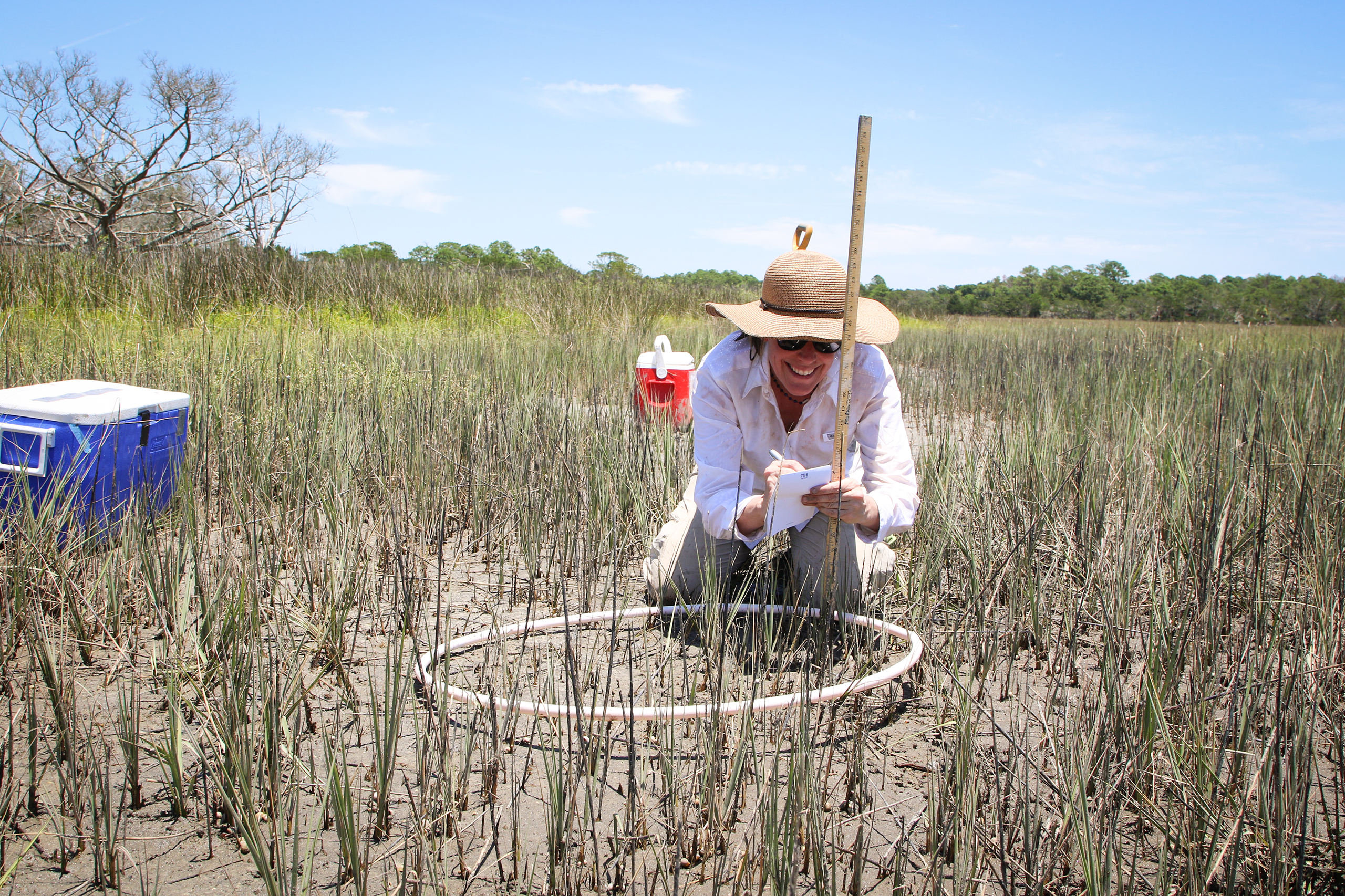 Research on the salt marsh of Sapelo Island, Georgia (Courtesy of UGA)