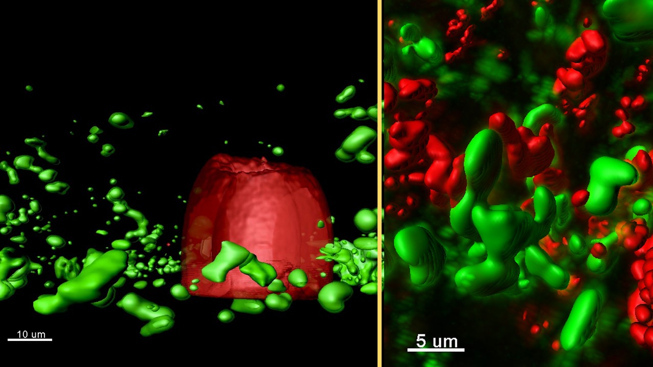 Bacterial conversations