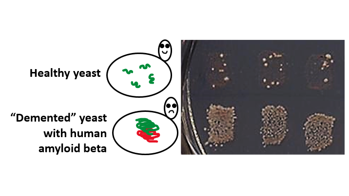 Healthy vs damaged yeast (Courtesy of Yury Chernoff)