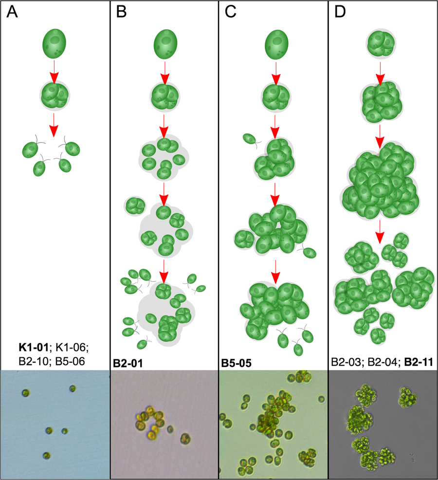 Algal life cycles after evolution (Courtesy of Scientific Reports)