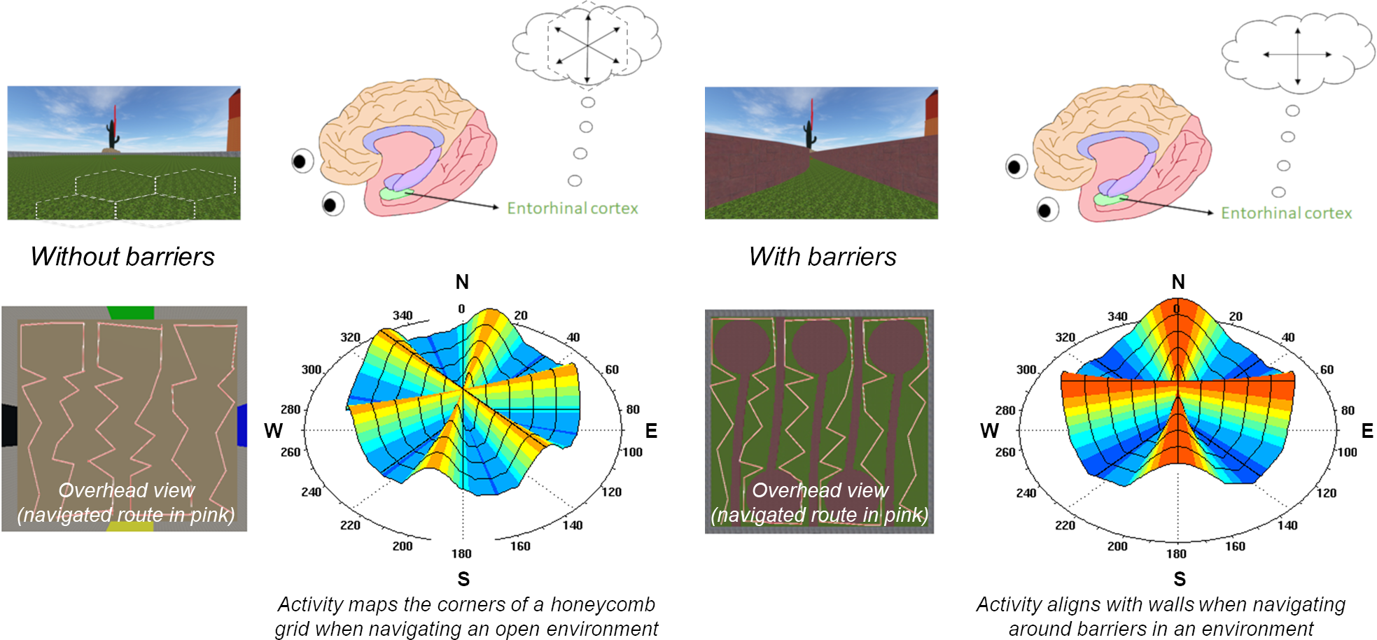 Barriers fragment the brain's map of an open environment (Courtesy of Thackery Brown)