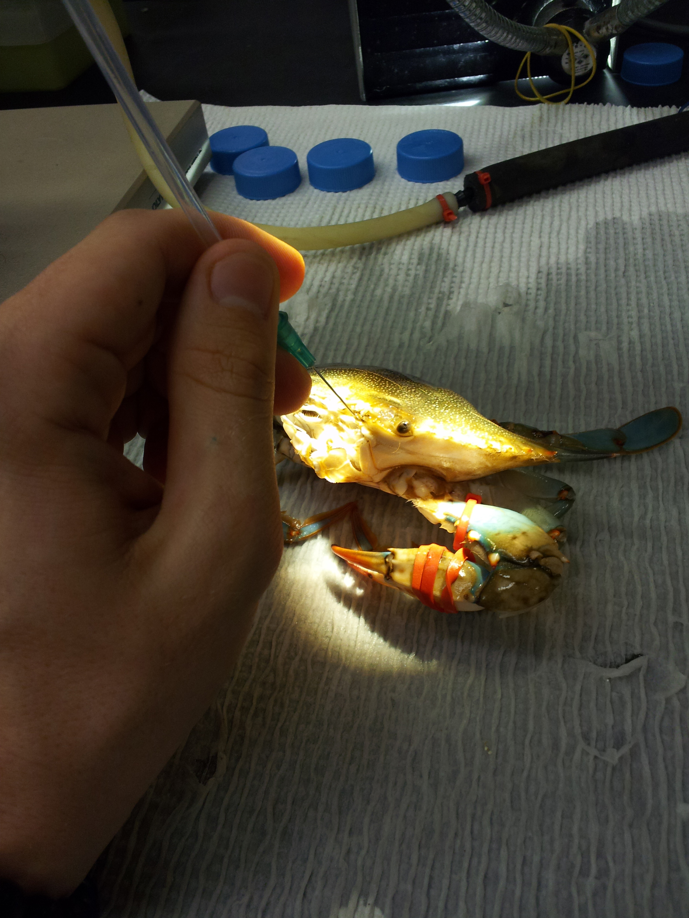 Extracting crab urine