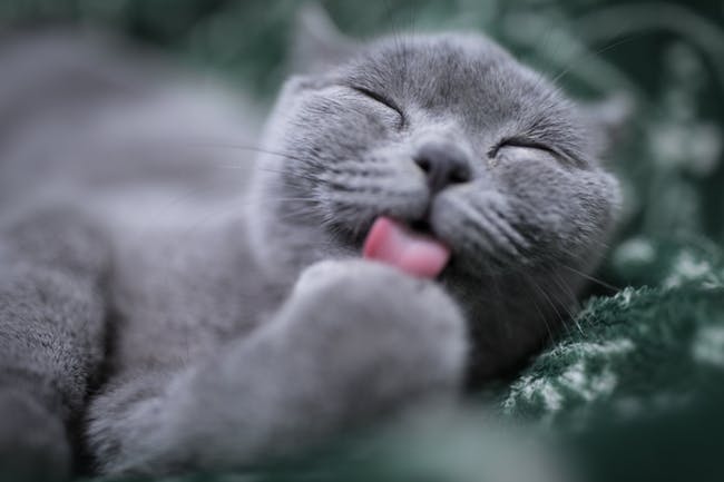Cat Tongue