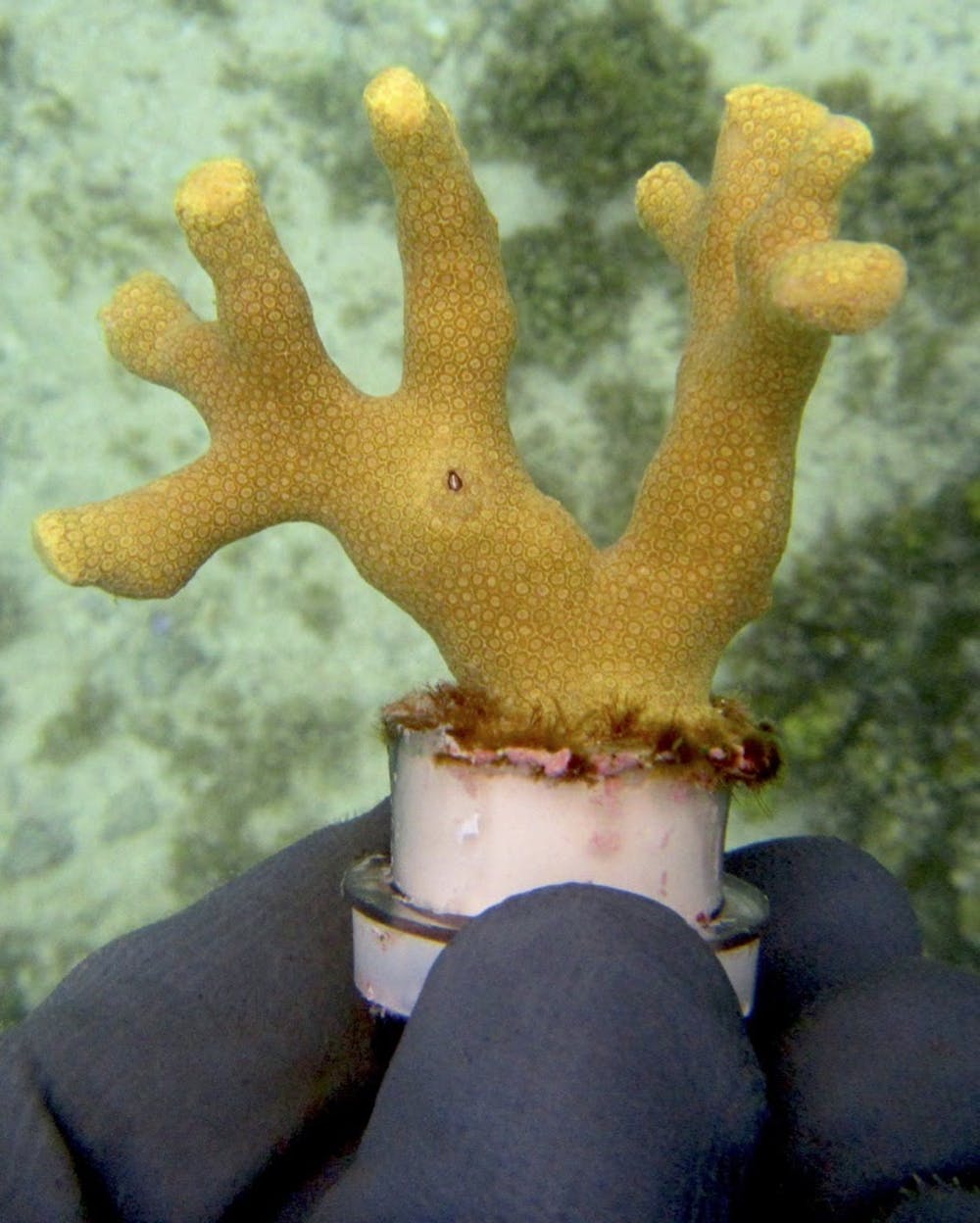 Porites cylindrica coral (Credit Cody Clements CC-BY ND)