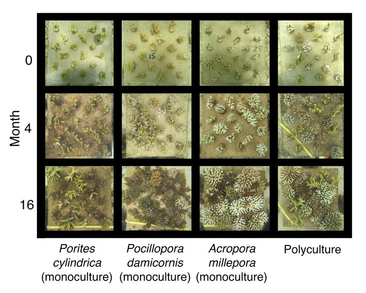 Monoculture vs polyculture coral gardens (Credit Cody Clements and Mark Hay CC BY-ND)