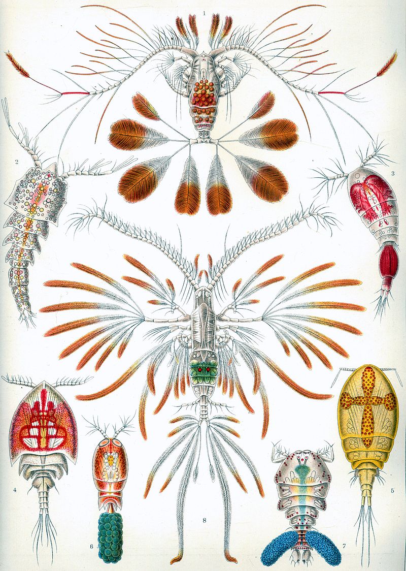 Copepods from Ernst Haeckel's Kunstformen der Natur