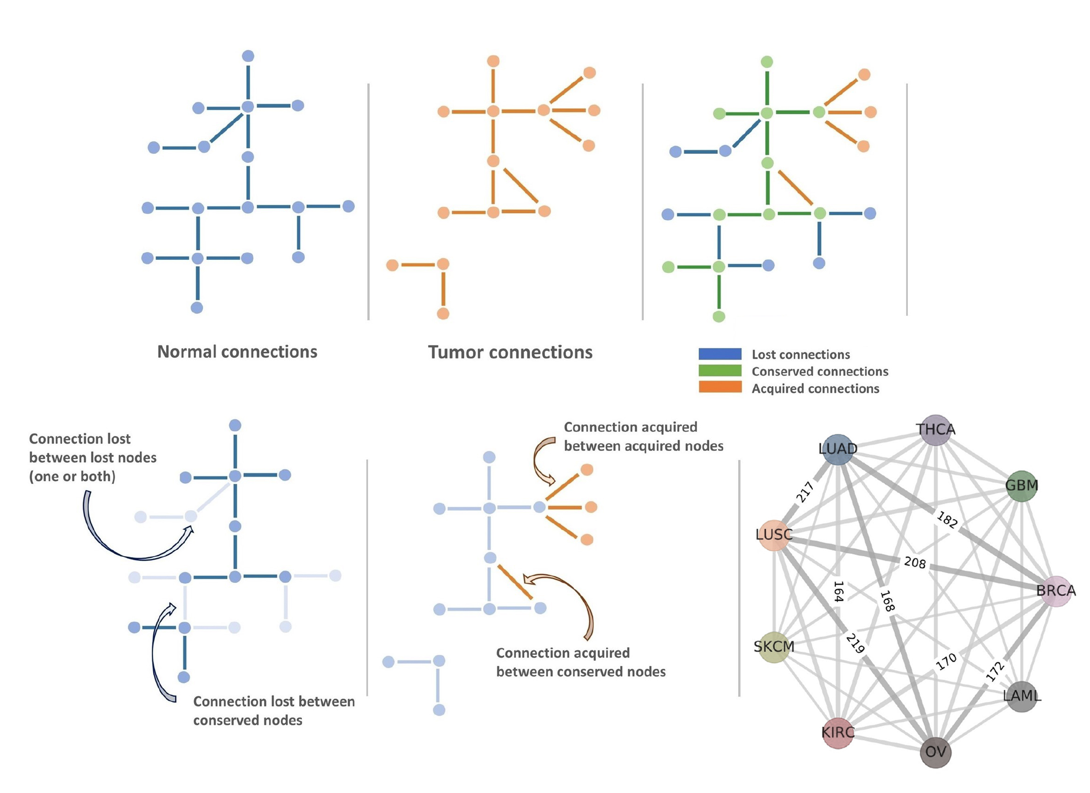 Cancer networks and nodes. (Graphic courtesy Zainab Arshad)