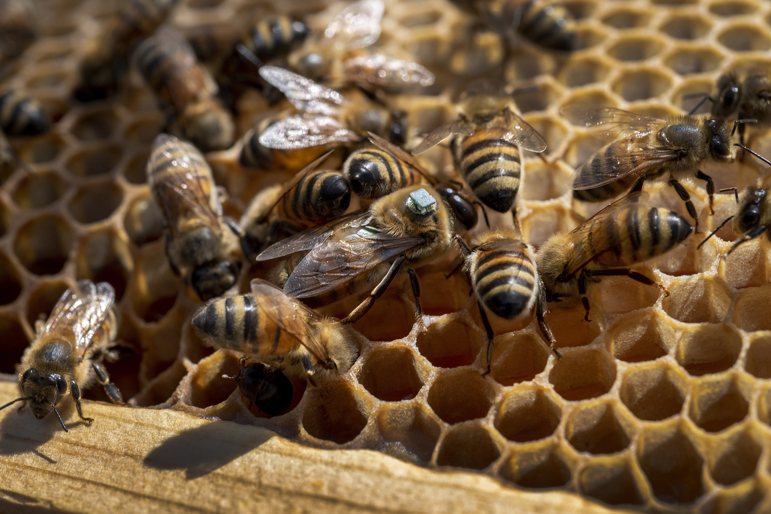 Bees 02