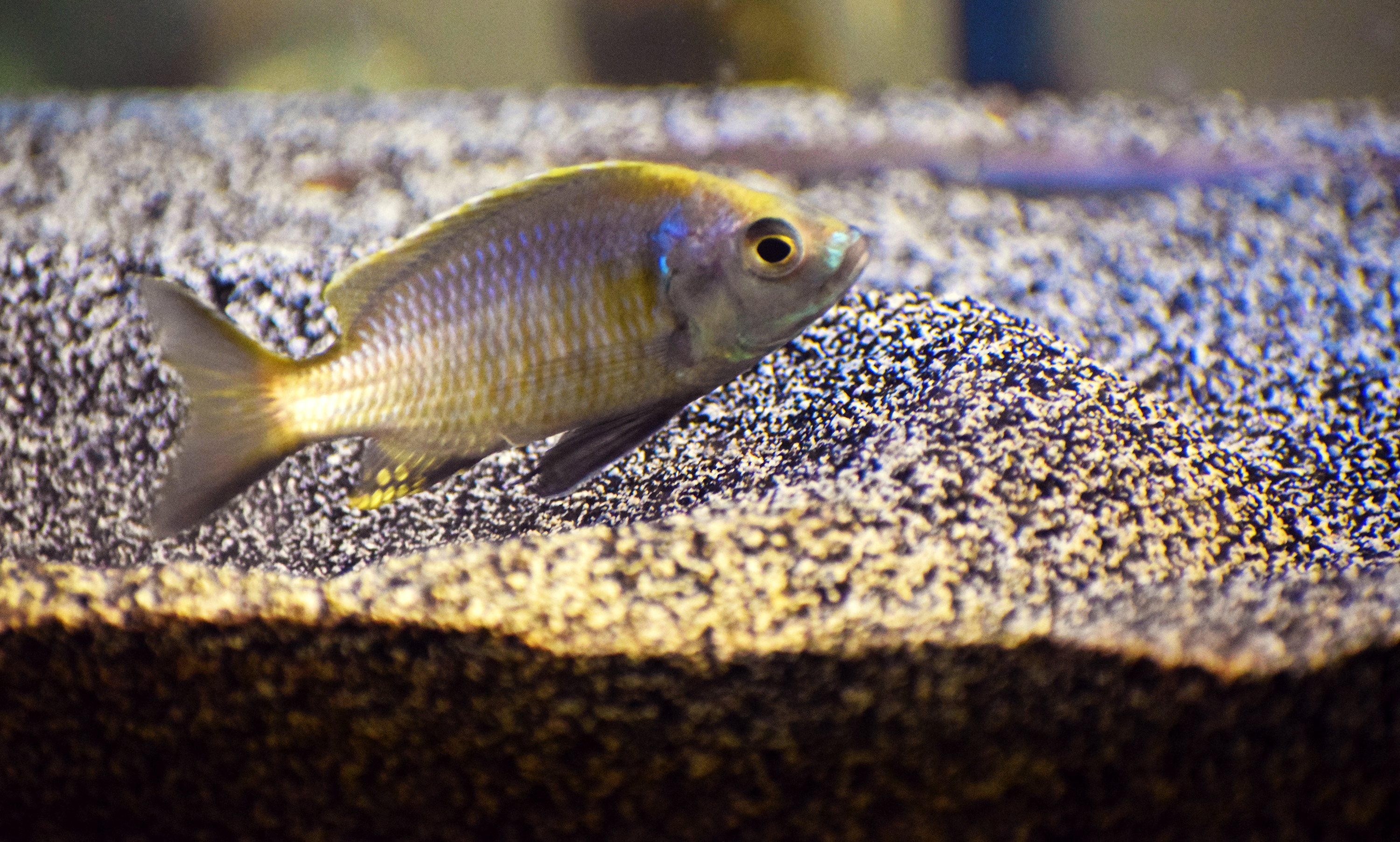 Cichlid fish