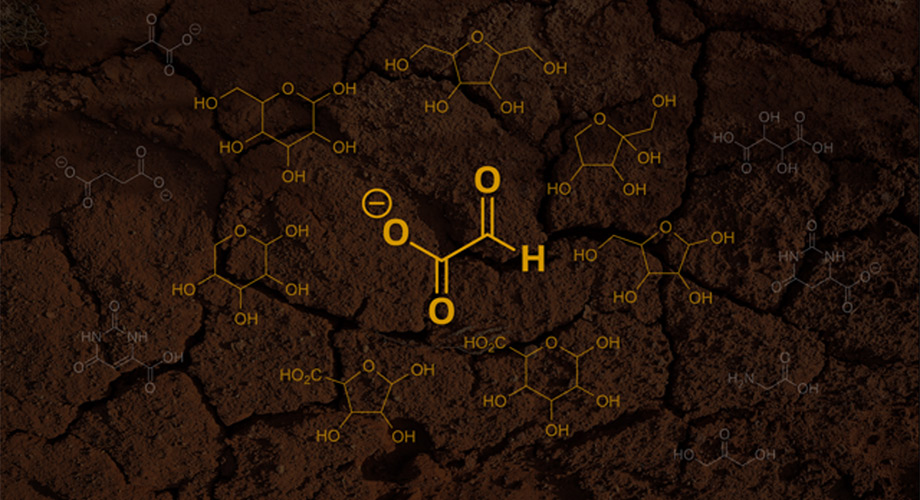 A new hypothesis states that the first sugars emerged from glyoxylate (pictured as the center molecule). In this hypothesis, glyoxylate first reacts with itself and then the byproducts from these reactions. Credit: Scripps Research and Unsplash