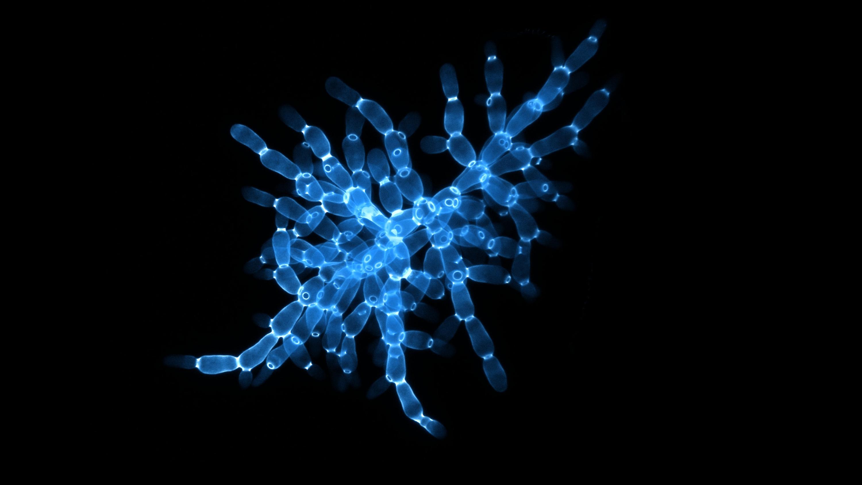 A magnified view of the 