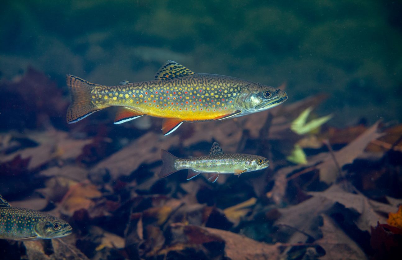 Brook Trout