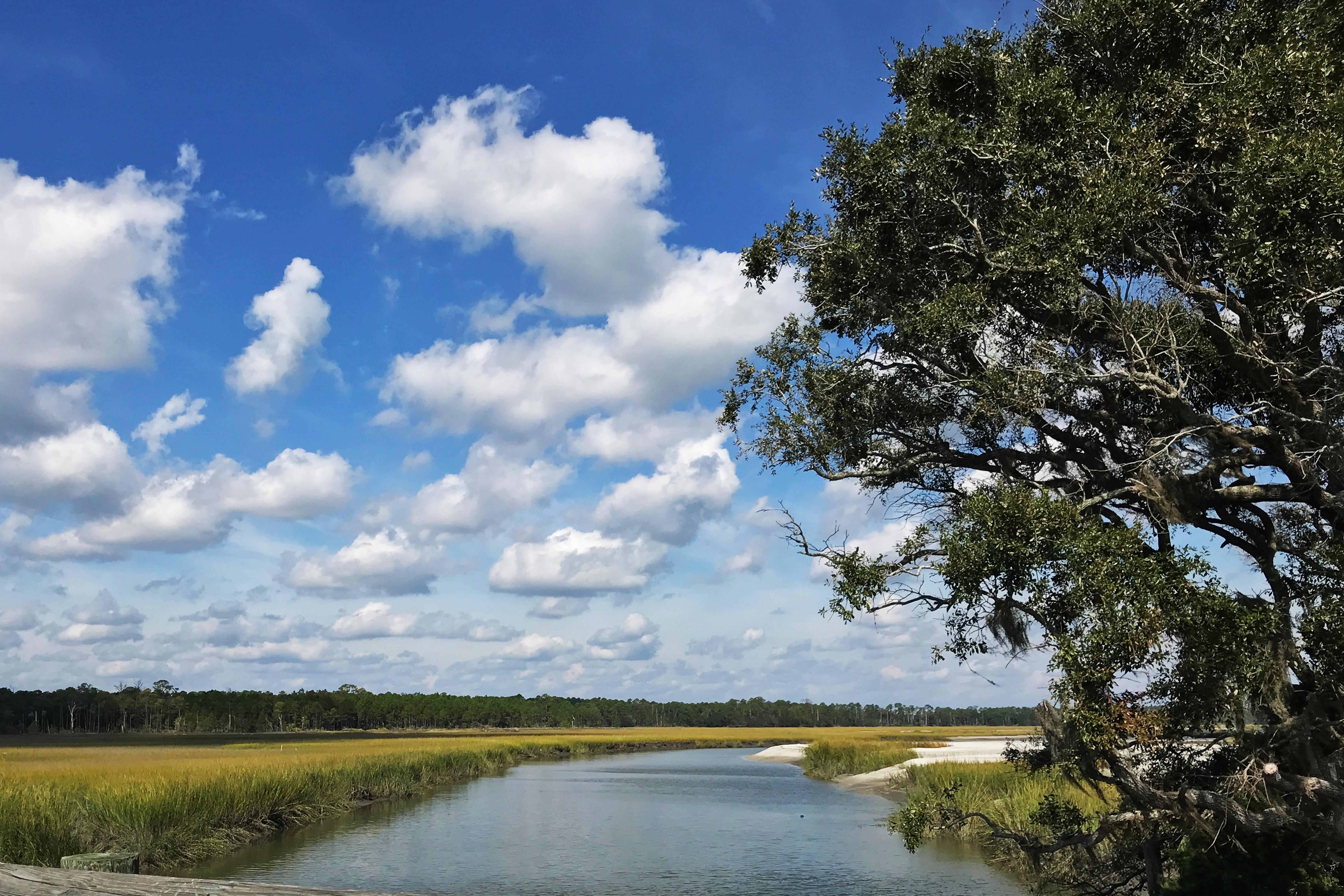 Spartina alterniflora lines a marsh environment on Sapelo Island. (Credit: Jess Hunt-Ralston)