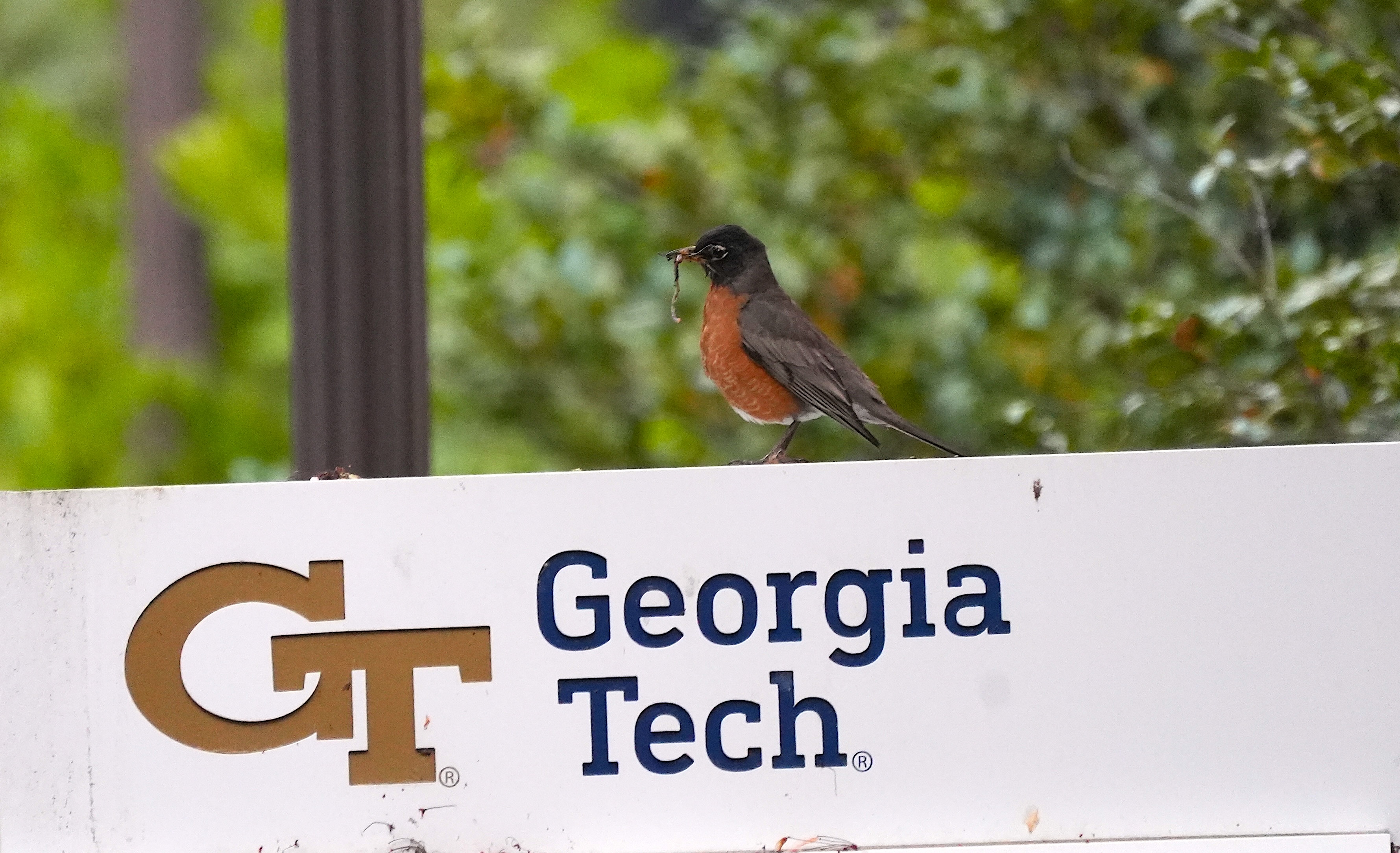 American Robin