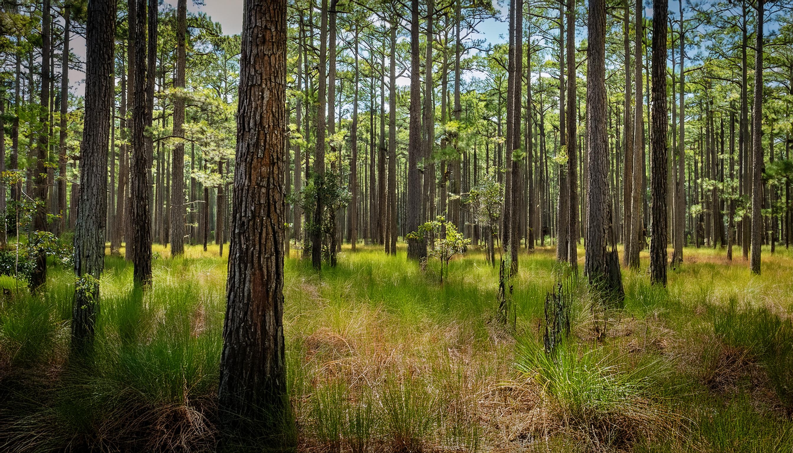 georgia-forest.jpeg