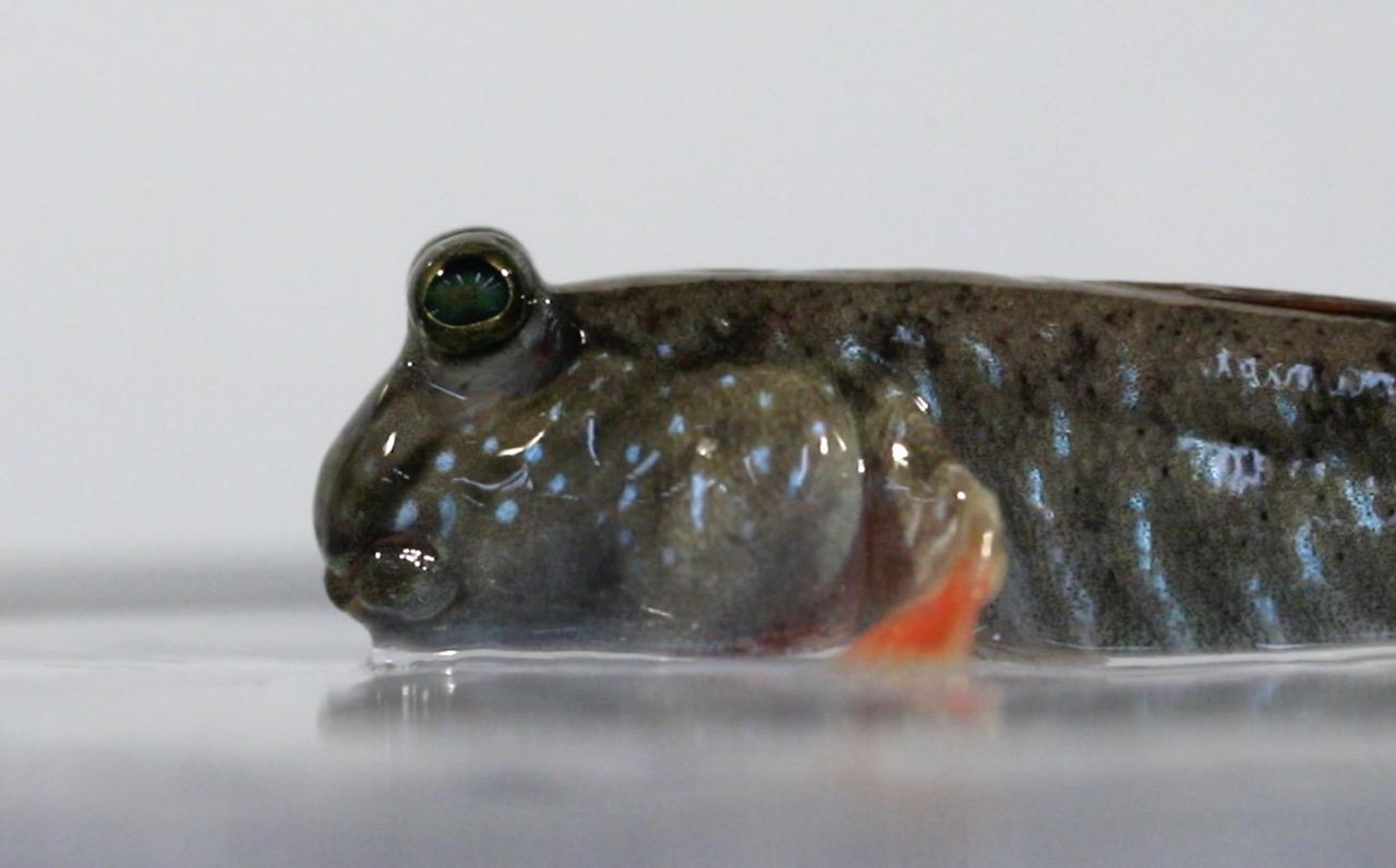 Indian Mudskipper