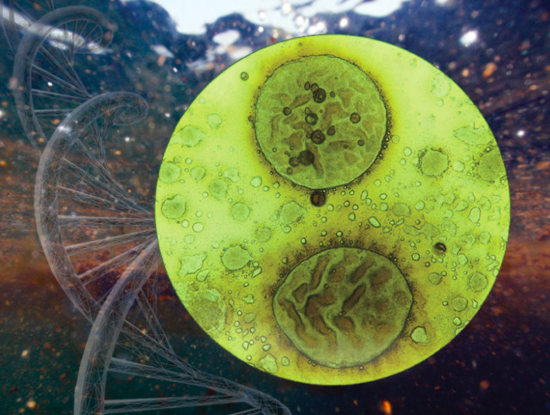 Photograph of oil droplets and microbes during the Deepwater Horizon spill. (Photo courtesy AP Images/Shutterstock/Shmruti Karthikeyan/Eos Magazine