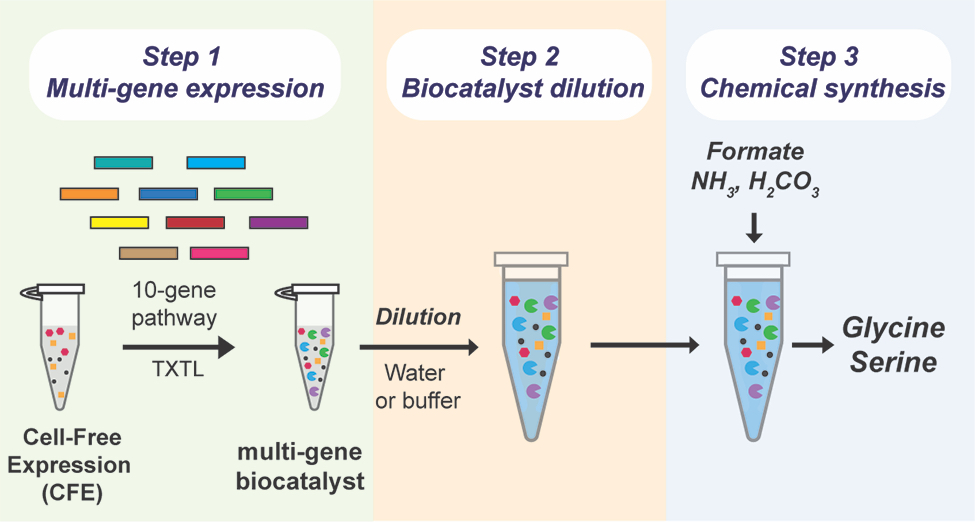 “Part of what makes a cell-free system so efficient,” Westenberg says, “is that it can use cellular enzymes without needing the cells themselves. By generating the enzymes and combining them in the lab, the system can directly convert carbon dioxide into 