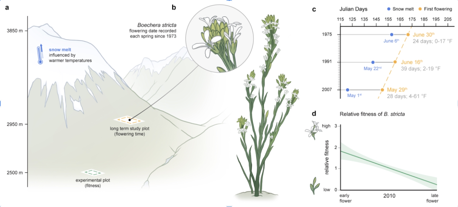 Long-term studies at the Rocky Mountain Biological Laboratory in Colorado, USA, reveal that Drummond’s rockcress (Boechera stricta), a North American wildflower, bloom almost 4 days earlier each decade since the 1970s. (Illustration: Mark Belan/ArtSci)