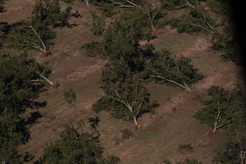 Hurricane Michael razed farmland across south Georgia in October. (Courtesy of Georgia Department of Agriculture) 