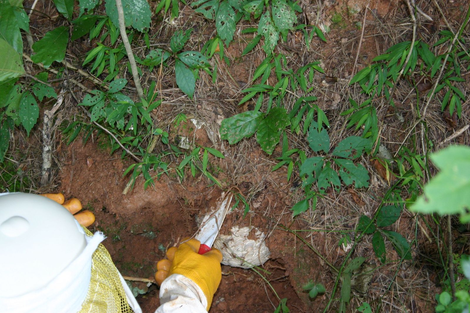 Yellow jacket nest underground 