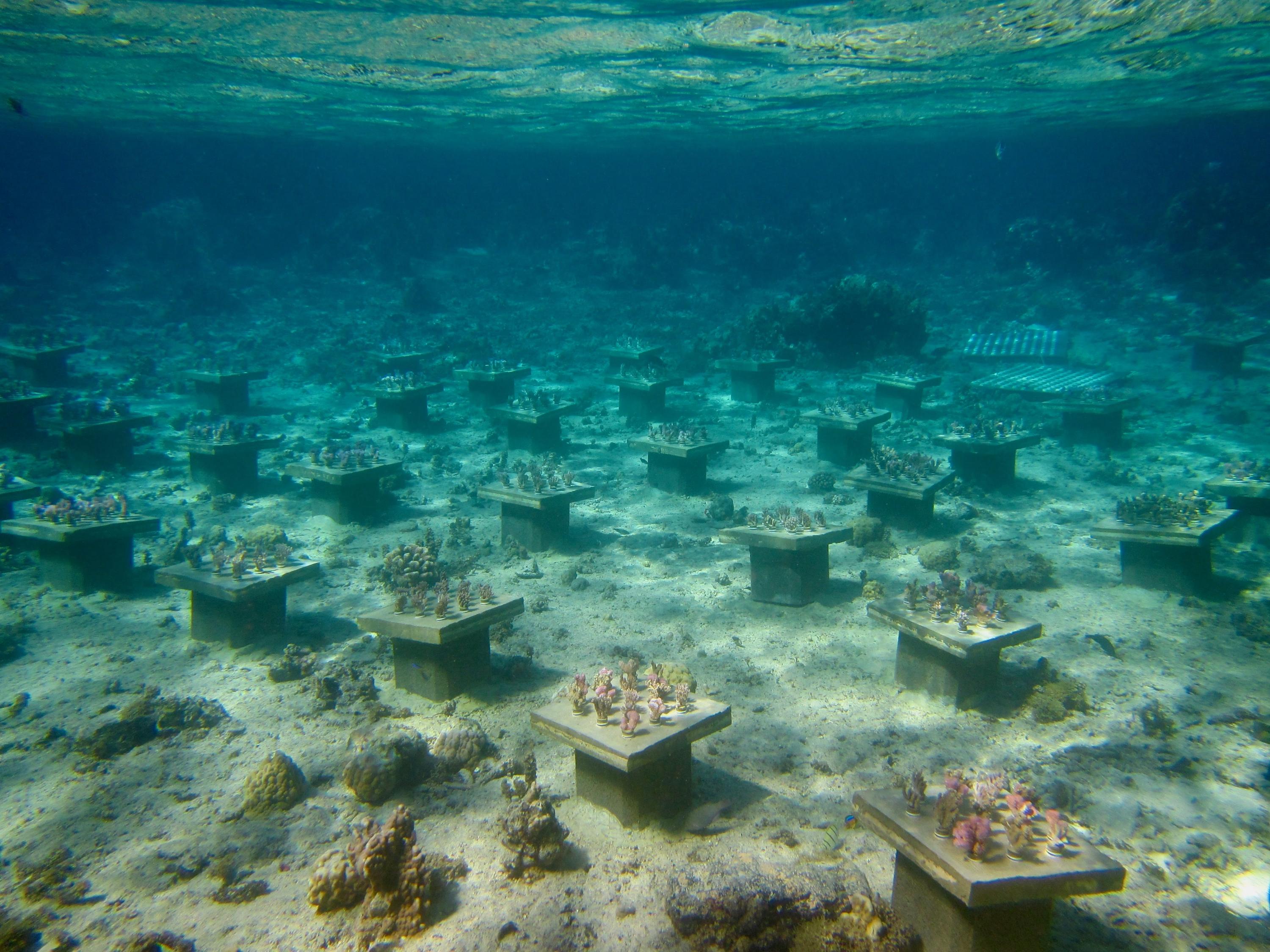 The underwater coral gardens near Mo'orea, French Polynesia. (Photo Cody Clements)