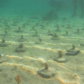 Coral Experiment