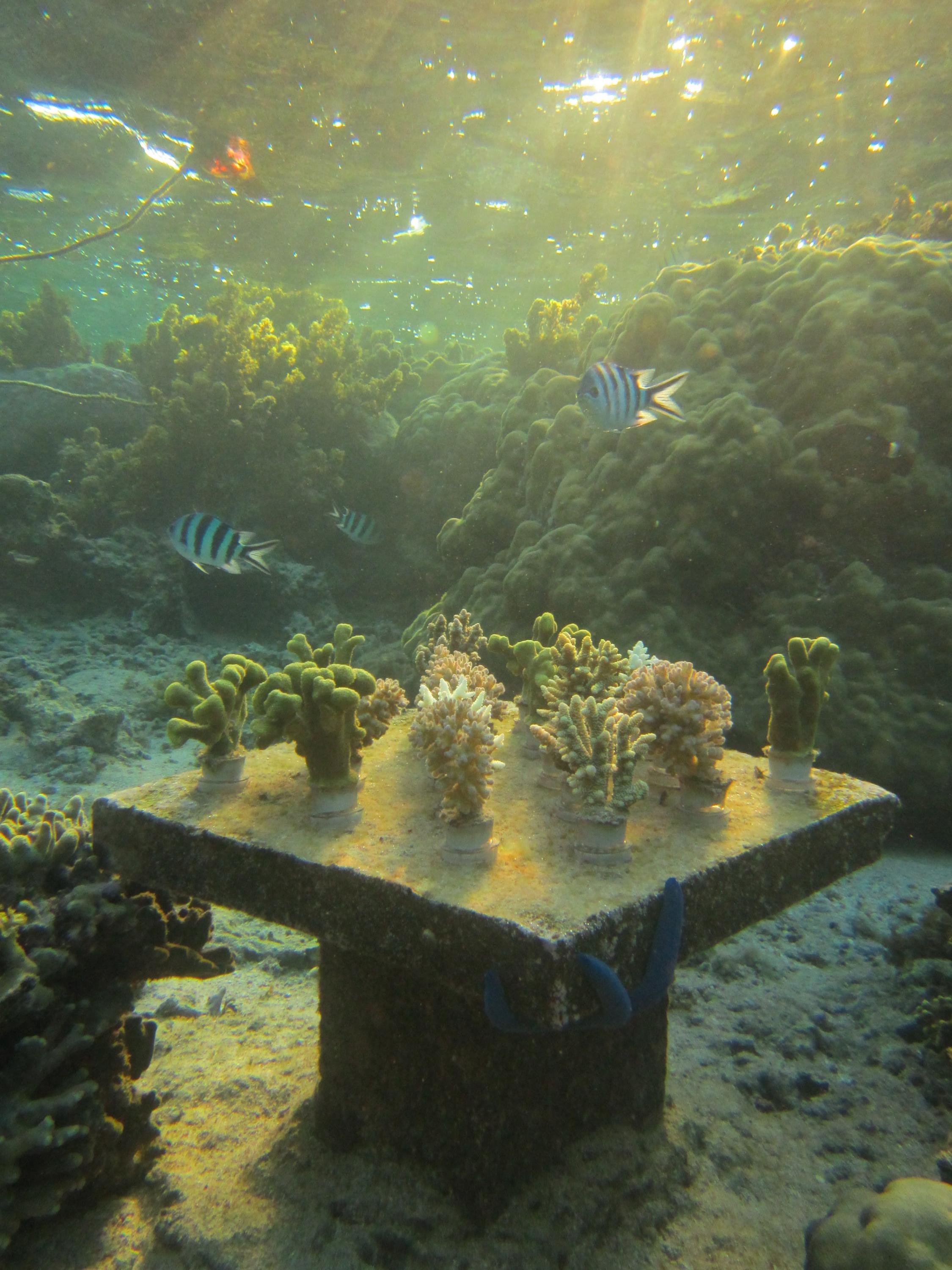 Fiji coral experiment biodiverse table