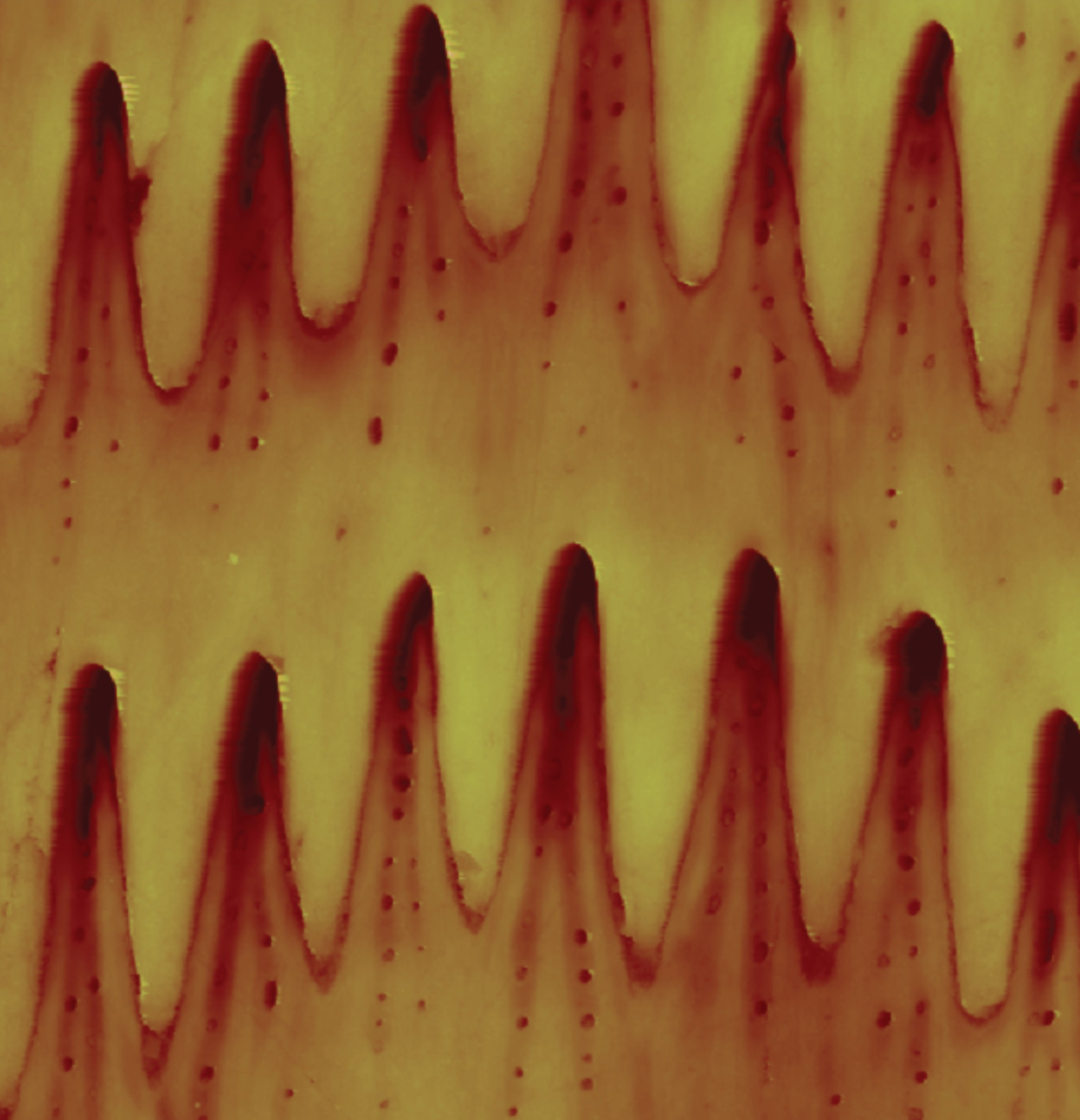 Microstructure of snake belly scales