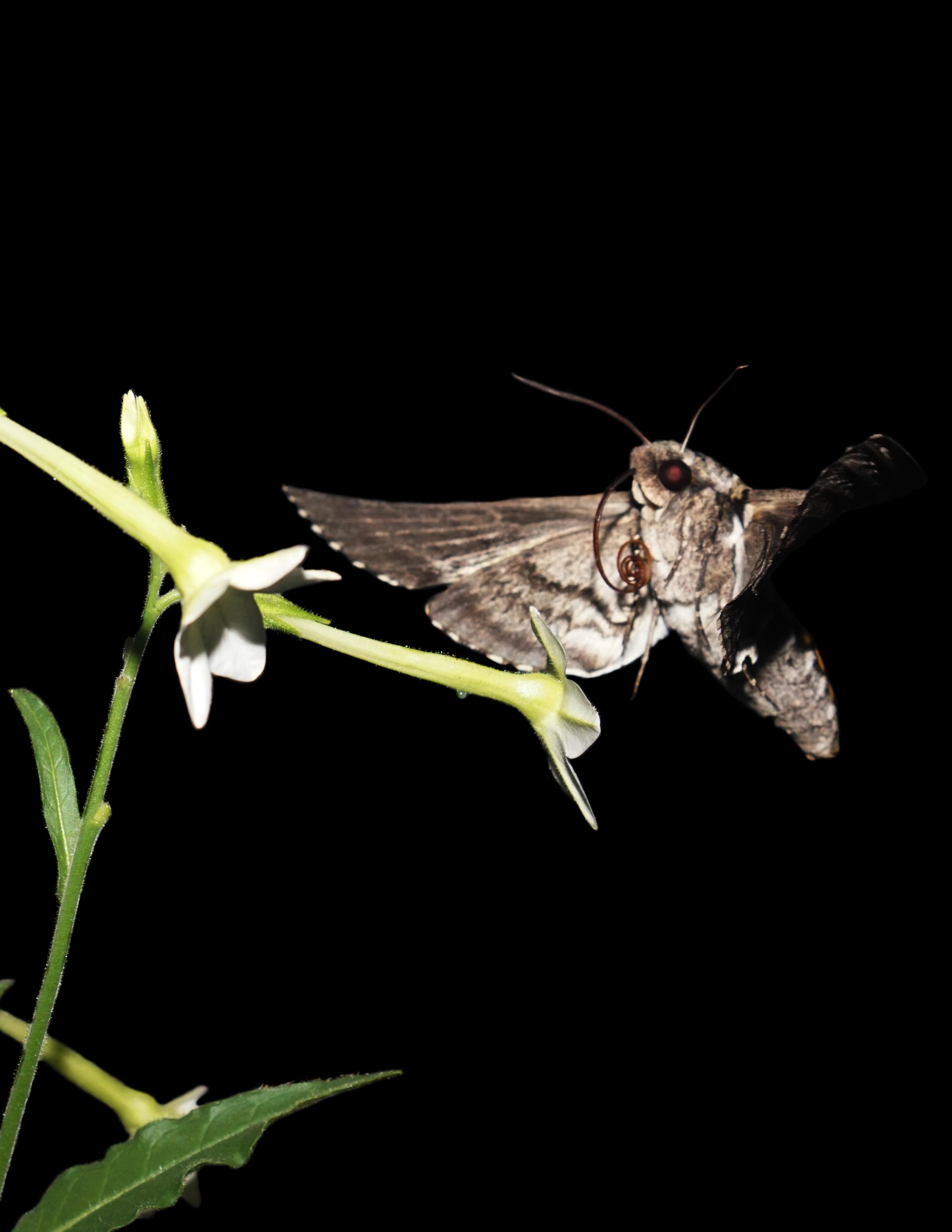 Video: Flight of the hawk moth 