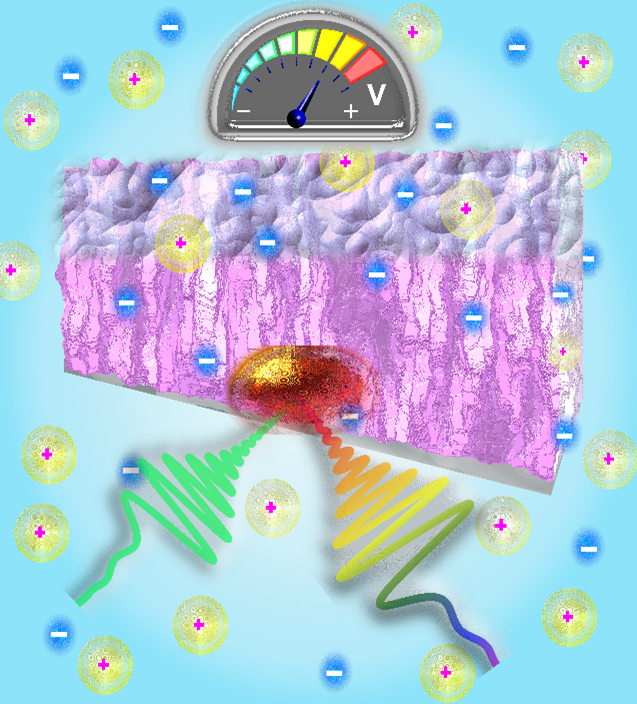 The above schematic illustrates a conjugated polymer film in an electrochemical cell.