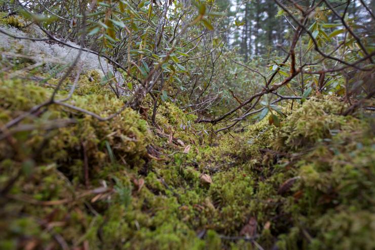 A peat bog in northern Minnesota .