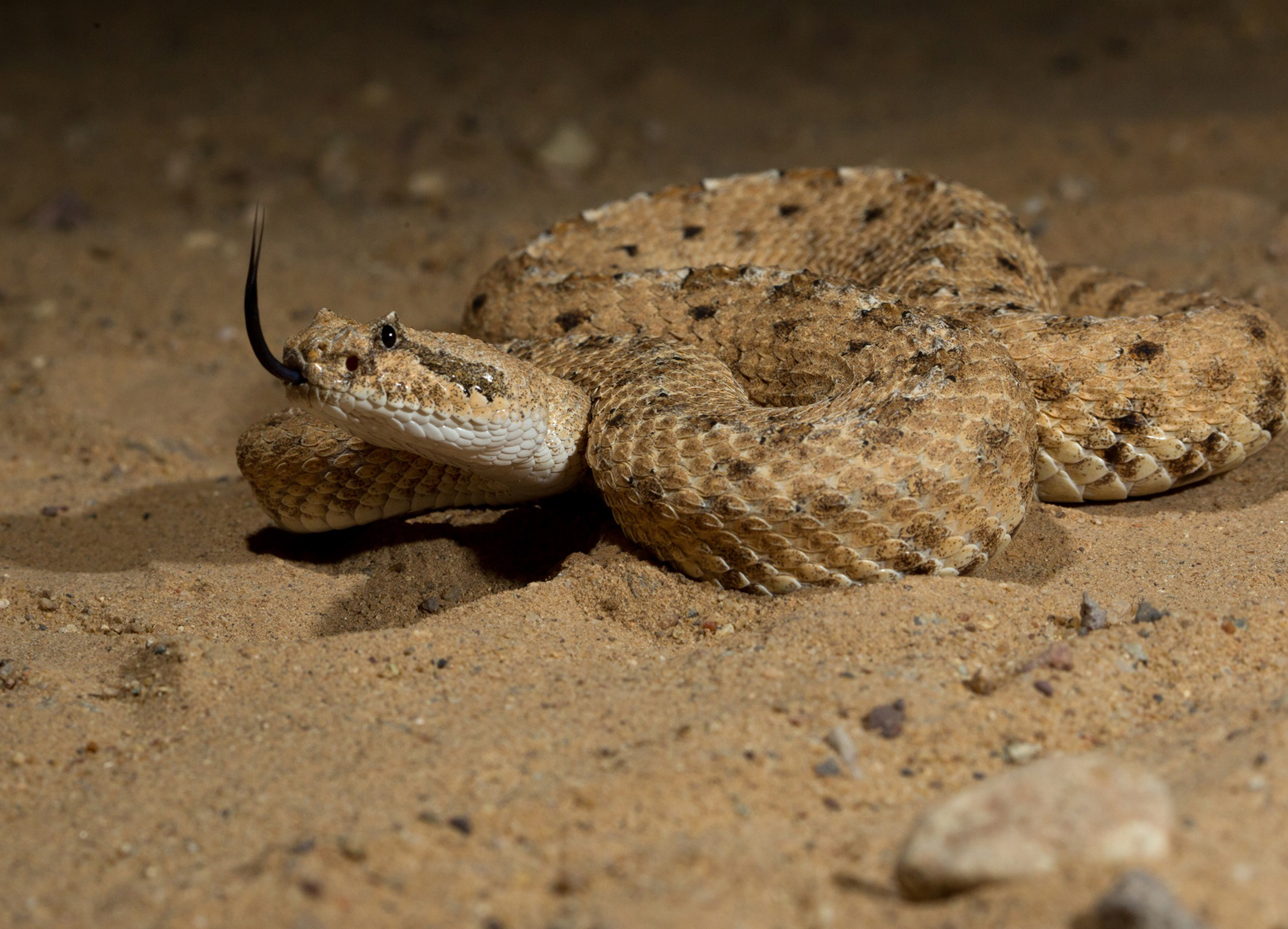 Sidewinder in sandy arena