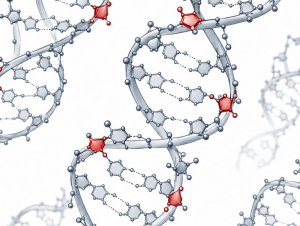 _0000_storici-ribonucleotides.jpg