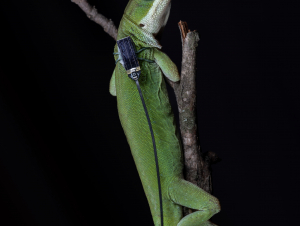 A lizard wearing one of the sensors, which weigh just three-hundredths of a gram each — the same as a two grains of rice. (Credit: Jon Suh) A lizard wearing one of the sensors, which weigh just three-hundredths of a gram each — the same as a two grains of rice. (Credit: Jon Suh)