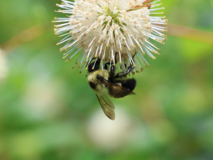 Bee.jpeg