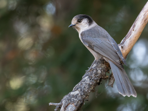 The Canada Jay is one of the birds struggling in the Pacific Northwest. (Credit: Mason Maron)