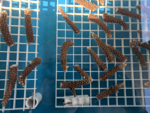 Staghorn coral samples used in Lauren Speare's research. Staghorn coral samples used in Lauren Speare's research.