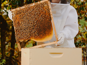 Deb DeWitt serves as Georgia Tech’s 2025 Beekeeper in Residence with the Urban Honey Bee Project. 