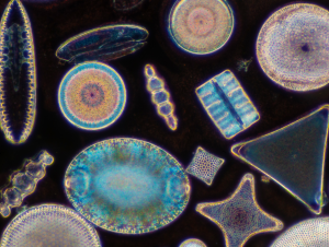 diatoms.png