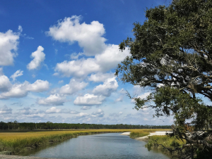 Spartina alterniflora lines a marsh environment on Sapelo Island. (Credit: Jess Hunt-Ralston)