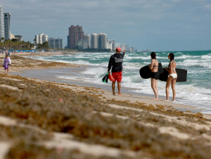 Sargassum littered beaches in Fort Lauderdale, Fla., in spring 2023, making a mess during spring break. Joe Raedle/Getty Images