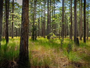 georgia-forest.jpeg