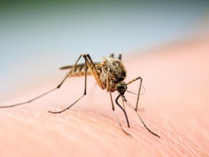 A female mosquito lands on a human.