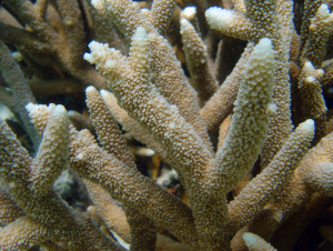 Staghorn coral (Image credit: David Burdick, NOAA)