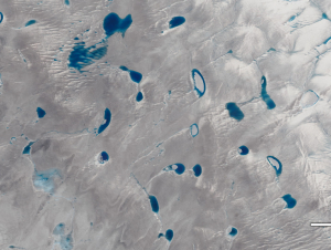 A view of Greenland's ice sheet from the NASA/USGS Landsat 8 satellite showing meltwater lakes on a glacier. (Credit: NASA) A view of Greenland's ice sheet from the NASA/USGS Landsat 8 satellite showing meltwater lakes on a glacier. (Credit: NASA)