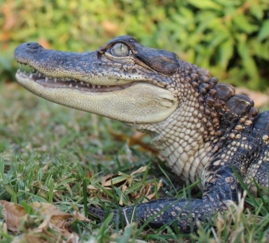 Alligator 1