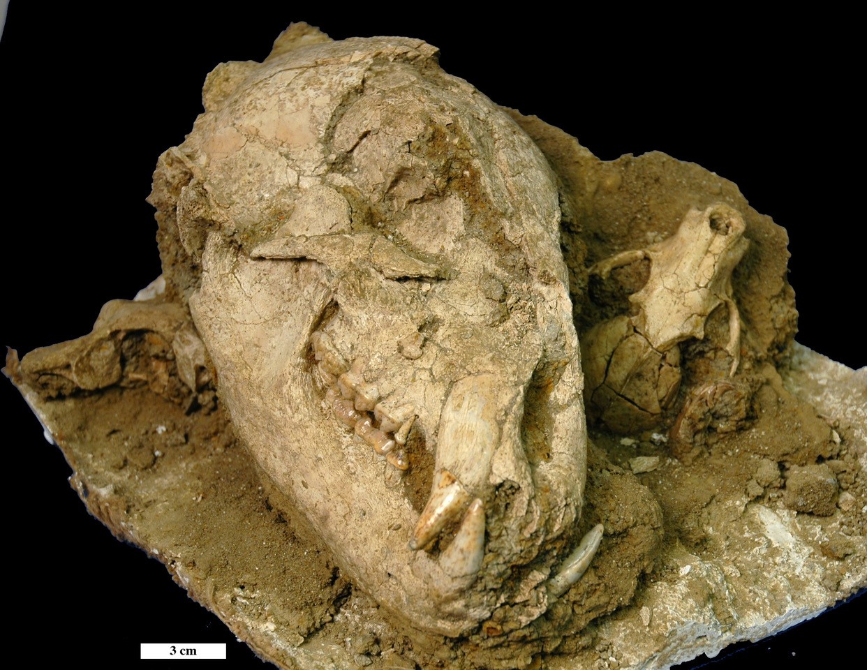 Fossils tell the story of where these species used to live. These are fossil skulls of an American black bear, a raccoon, and a packrat from the Holocene of California, embedded in a block of original sediment. Credit: Alan Shabel.